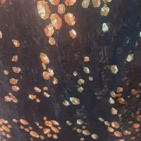 لباس مجلسی مدل ماهی مزونی ترک در حد نونو|لباس|پردیس, کمرد|دیوار