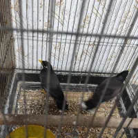 مرغ مینا جفت خورده با یکبار سابقه جوجه دهی|پرنده|رشت, علی آباد|دیوار