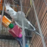 عروس هلندی جفت خورده|پرنده|کرج, آق تپه|دیوار