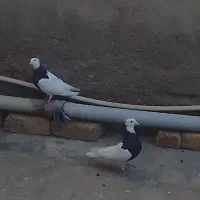 کبوتر طوقی|پرنده|شال, |دیوار