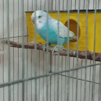 مرغ عشق فروشی سالم نر ابی