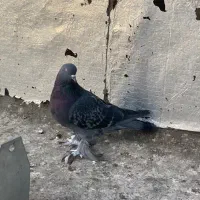 ترکیه صید شده