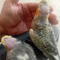 جوجه عروس هلندی مرواریدی در رباط کریم|پرنده|چهاردانگه (تهران), |دیوار