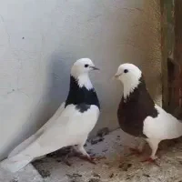 کفتر طوقی و ساده