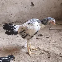 مرغ لاری|حیوانات مزرعه|هرسین, |دیوار