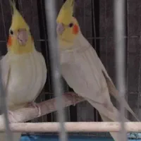 یک جفت عروس هلندی لوتینو مولد