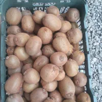 کیوی  تازه چین تروتمیز آب دار ریزودرشت