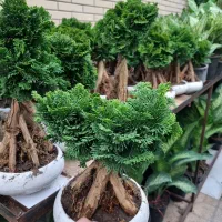 بن سای کاج نانا