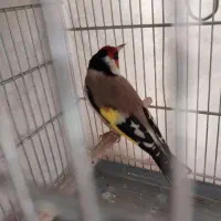 قناری یا همون سهره