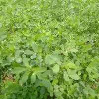 اجاره-دهی-یونجه-1500-متر