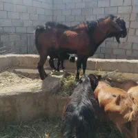 بز نژاددار بمی با بچه|حیوانات مزرعه|میبد, |دیوار