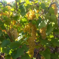 انگور کشمش بی دانه مشگین