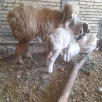 گوسفند داشتی