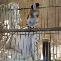 سهره