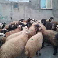 گوسفند داشتی آبستن|حیوانات مزرعه|حسین آباد, |دیوار