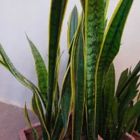 دوعدد گل سانسوریا‌ ویکی لب طلا دیگری ساده|گل و گیاه طبیعی|بناب, |دیوار