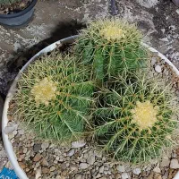 گلهای کاکتوس به قیمت عالی ومناسب حراج زده شد