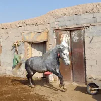 اسب آرام جوان ۳ ساله|اسب و تجهیزات اسب‌سواری|میاندوآب, |دیوار