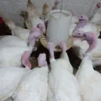 فروش بوقلمون بیوتی|حیوانات مزرعه|چالوس, |دیوار