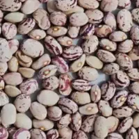 فروش لوبیا چیتی سرحد  بوجار شده بذری