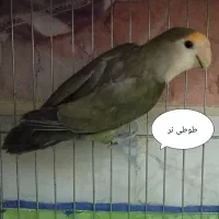 طوطی برزیلی مولد|پرنده|شاهنجرین, |دیوار