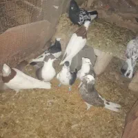 11 عدد کفتر رنگی|پرنده|اسفراین, |دیوار