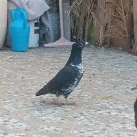 سینه سفید کاکلی