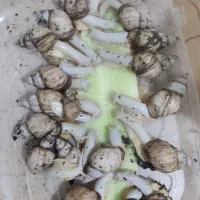 کار خانگی پرورش حلزون واگذار میشود|خزنده|بجنورد, |دیوار