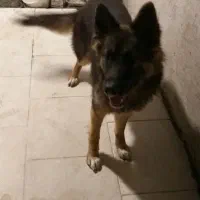 واگذاری سگ ژرمن شپرد ماده ۱۰ماهه