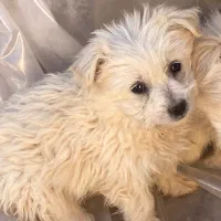 سگ پا کوتاه