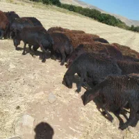 ۳۷ راس بره ماده قره غزل میش