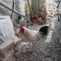 فروشی‌است|حیوانات مزرعه|سراوان, |دیوار