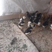 جوجه گلین ریشی چهل تاج
