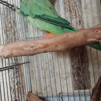 طوطی ملنگو|پرنده|اصفهان, کردآباد|دیوار