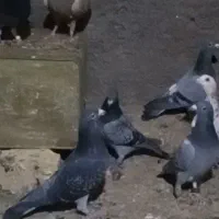 پلاکی دس اولی