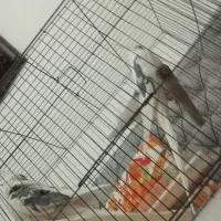 طوطی عروس کلکسیونی جنسیت  نر