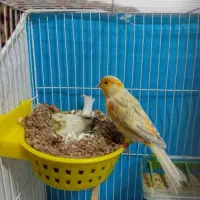 جفت با تخم و جوجه