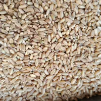 چمران ۲بوجاری رامشیر گندم|عمدهفروشی|بندر ماهشهر, |دیوار