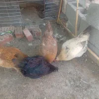 مرغ تخم گذار