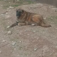 توله افغان|سگ|تایباد, |دیوار