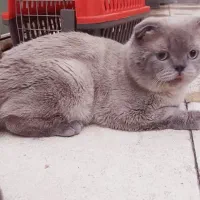 گربه نر فوقالعاده خوشقیافه و سالم برای جفتگیری|گربه|تبریز, |دیوار