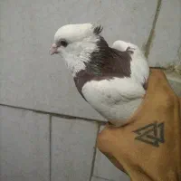 معاوضه با کبوتر پلاکی ماده