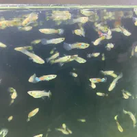 ماهی گوپی|ماهی|هشتگرد, شهرک ایران خودرو|دیوار