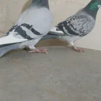 جفت نروماده پلاکی نامبروان|پرنده|آذرشهر, |دیوار