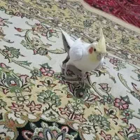 عروس هلندی لوتینو نر آماده کشیده|پرنده|سهند, |دیوار