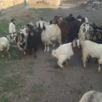 بز و بزغاله