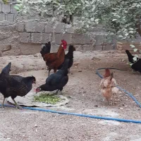 مرغ و خروس محلی اصل|حیوانات مزرعه|برازجان, |دیوار