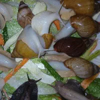 حلزون خونگی از ۷۰ تومن تا ۳۰۰