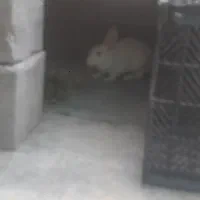 خرگوش ماده حامله