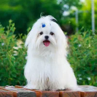 شیتیزو شناسنامه دار خونگی